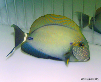 Tang - Maculiceps Lg