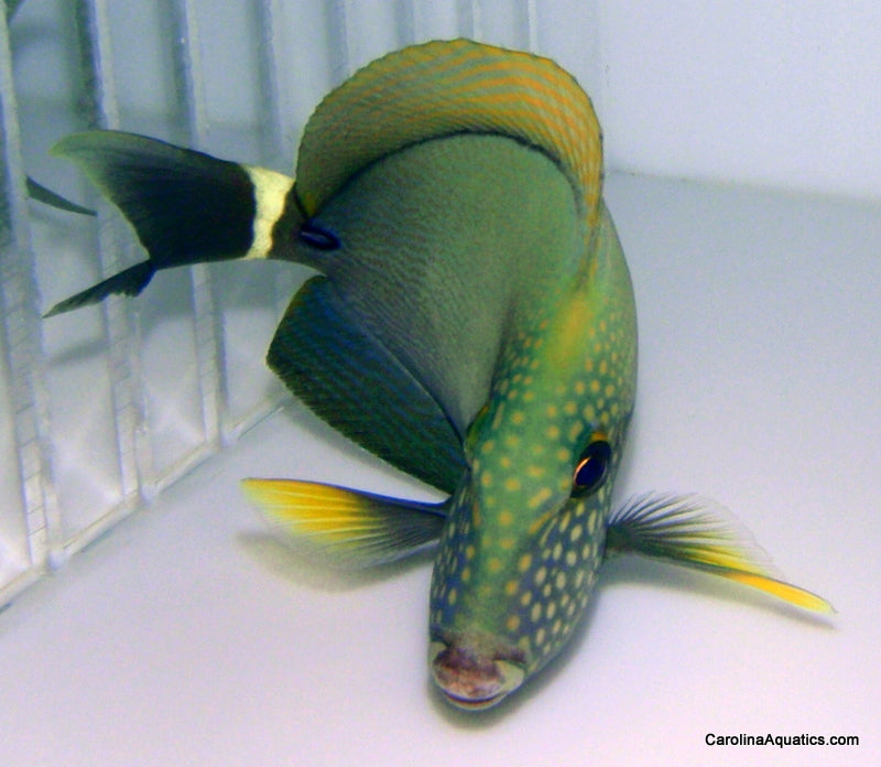 Tang - Maculiceps Lg