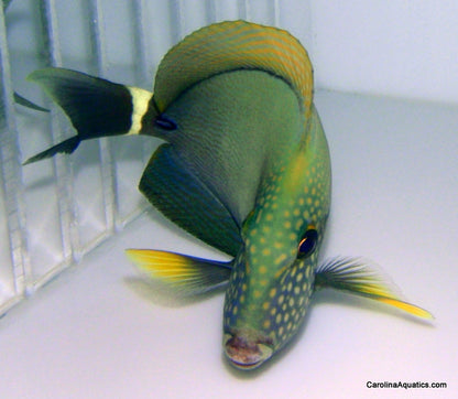 Tang - Maculiceps Lg