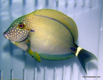 Tang - Maculiceps Sm