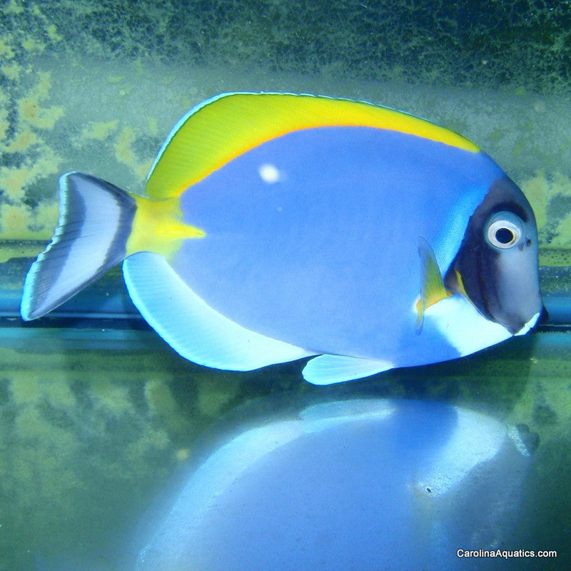 Tang - Powder Blue Lg