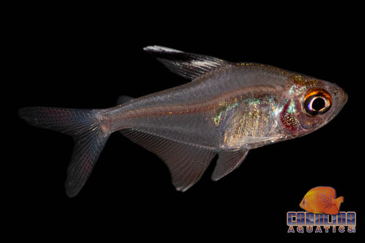Tetra - Whitefin Rosy