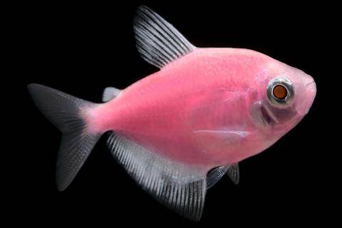 GloFish® - Tetra Moonrise Pink