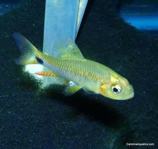 Tetra - Sailfin Lg