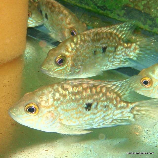 Cichlid - Texas Electric Blue Med