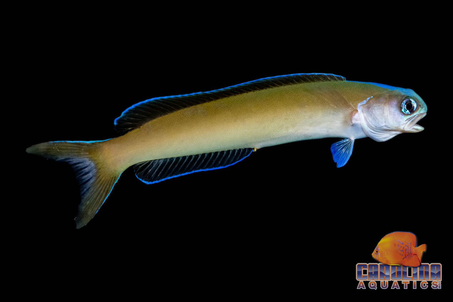 Tilefish - Blueface