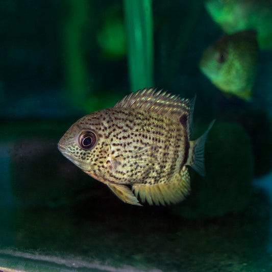 Cichlid - Tocantins Spotted Severum 1.5-2in