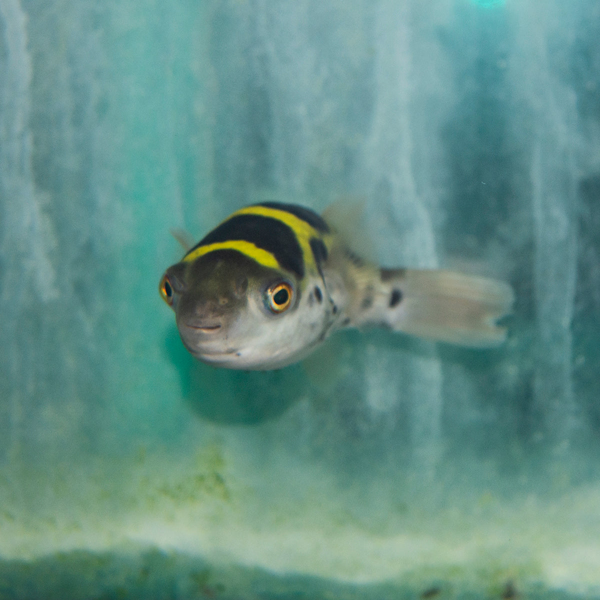 Misc - Puffer Topaz Sml