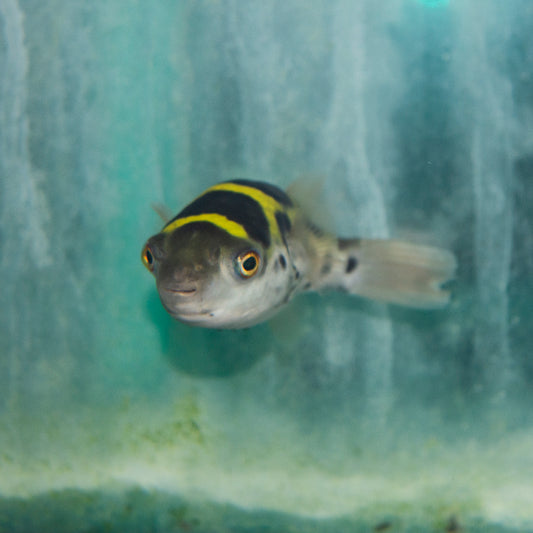 Misc - Puffer Topaz Sml