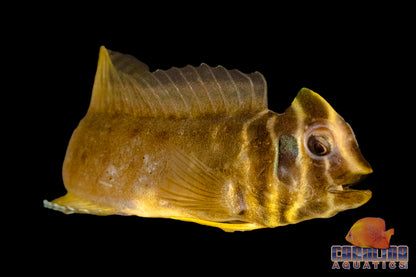 Blenny - Tophat Freshwater