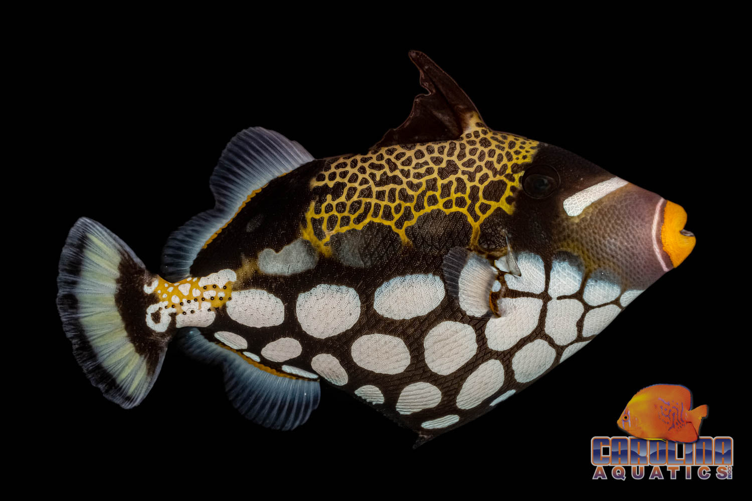 Triggerfish Filefish Saltwater Fish – tagged