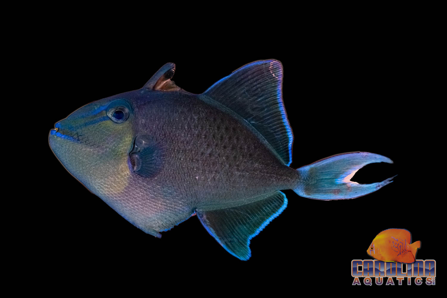 Triggerfish Filefish Saltwater Fish – tagged