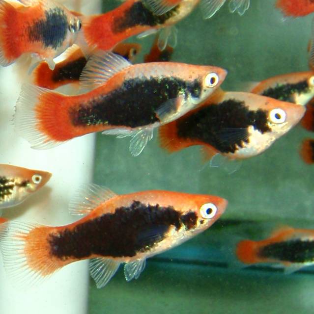 Platy -  Fire Tux