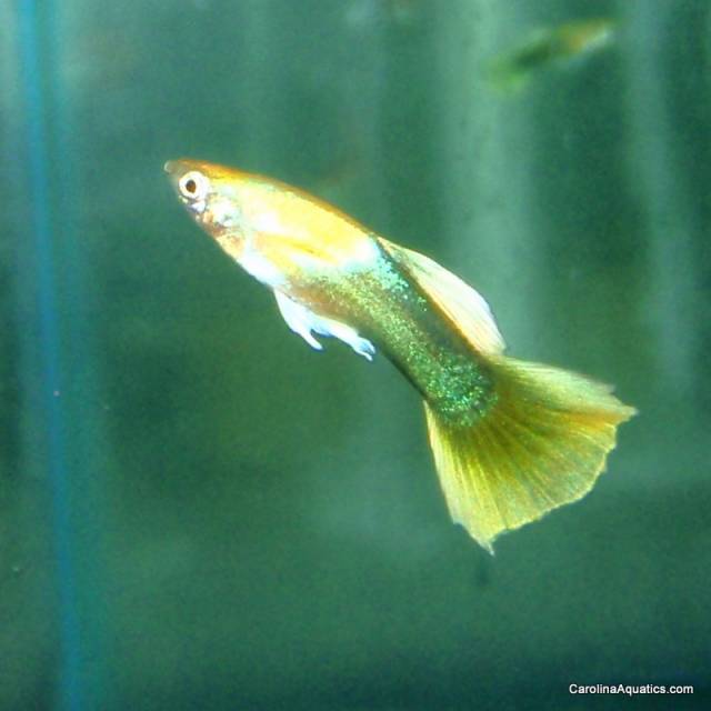 Guppy - Yellow Tux