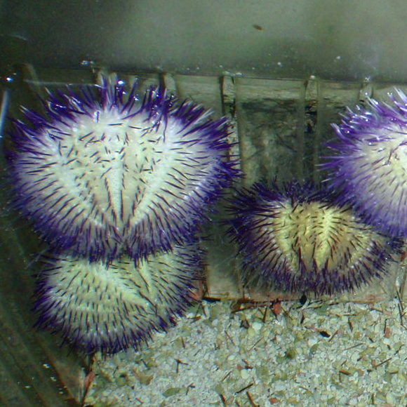 Urchin - Purple