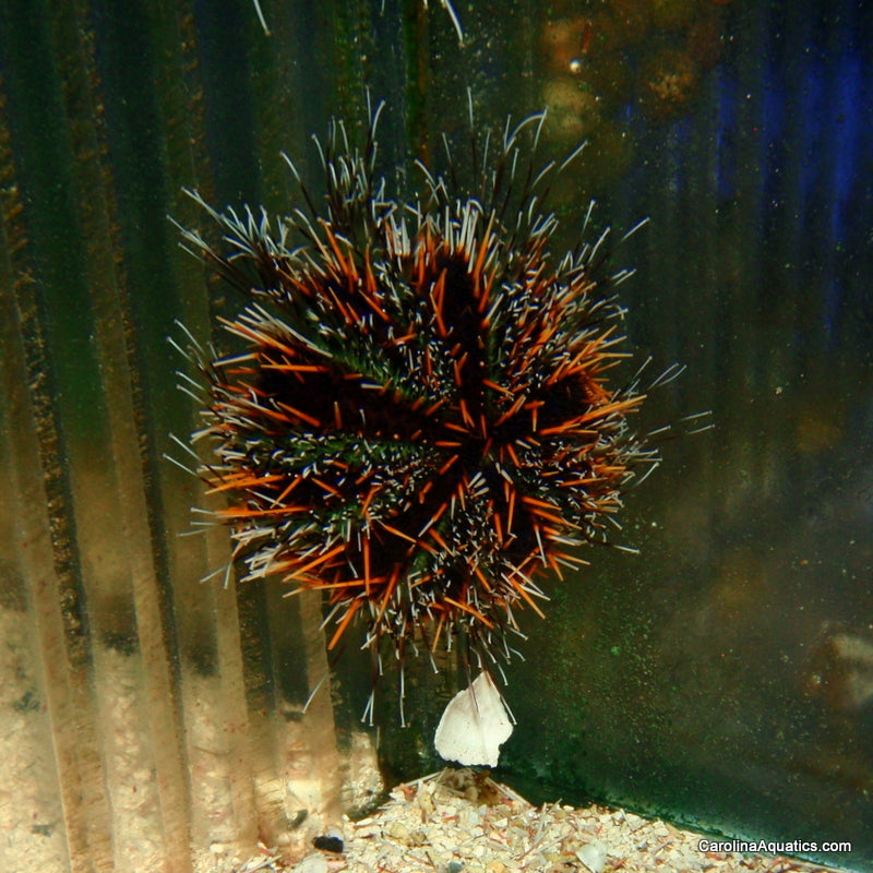 Urchin - Shortspine Colored