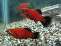 Platy - Red Wag