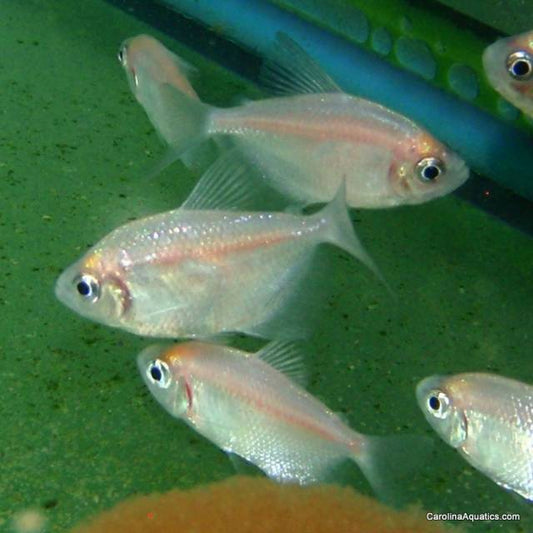 Cory - Albino