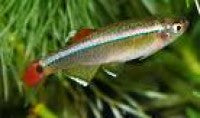 Danio - White Cloud