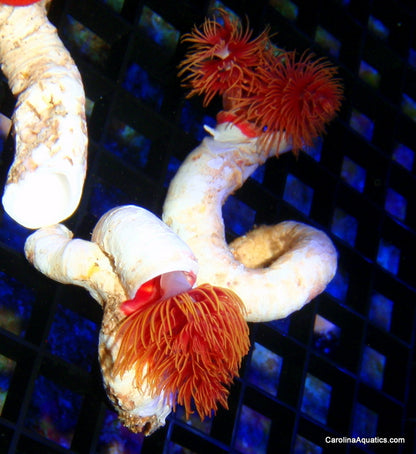 Worm - Coco Red