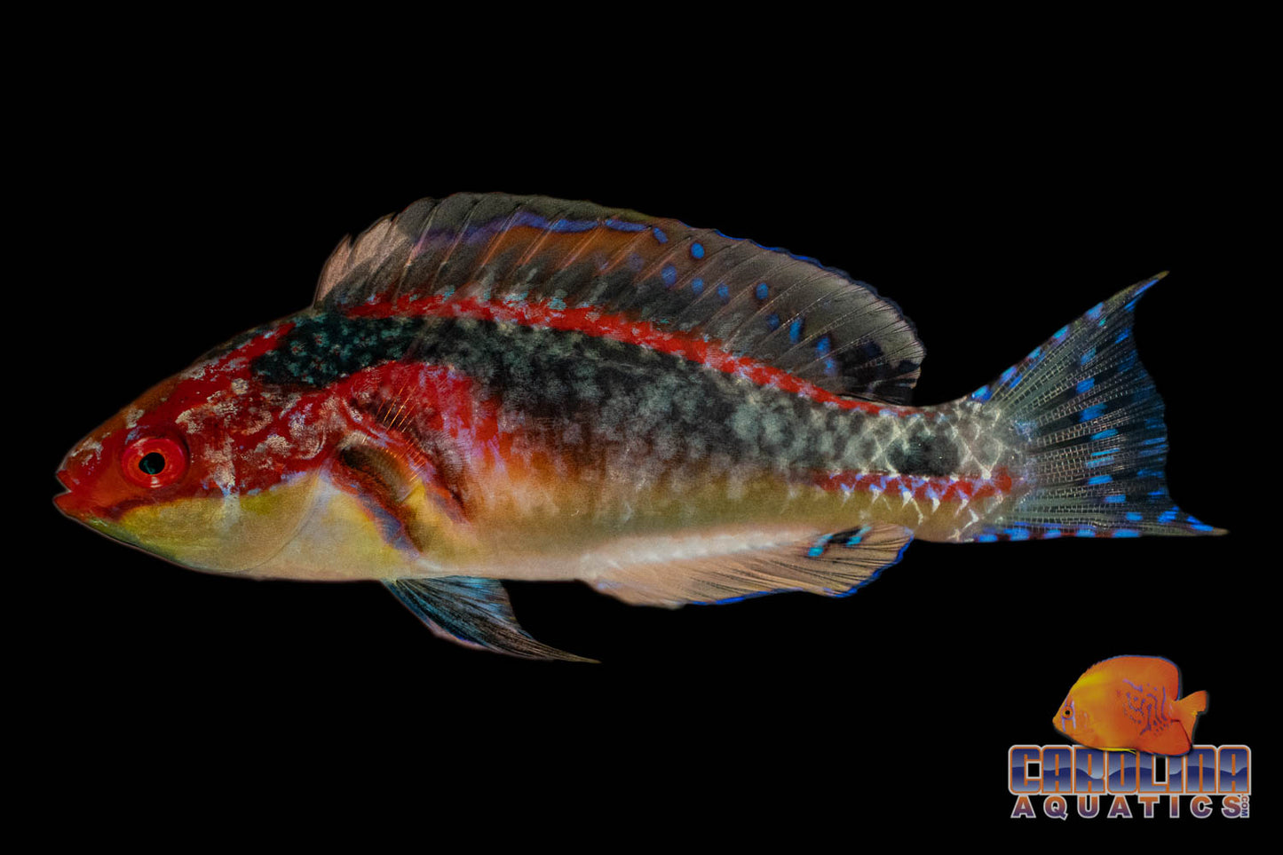 Wrasse - Fairy Exquisite