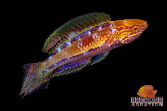 Wrasse - Fairy Pentail Male