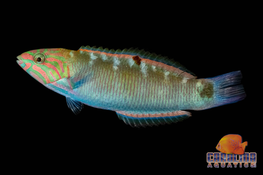 Saltwater Fish – Page 5 – Carolina Aquatics