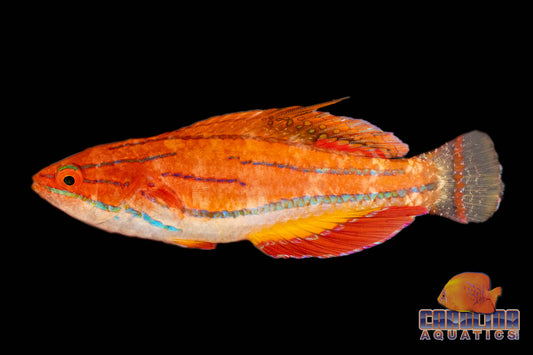 Wrasse - McCosker's Flasher