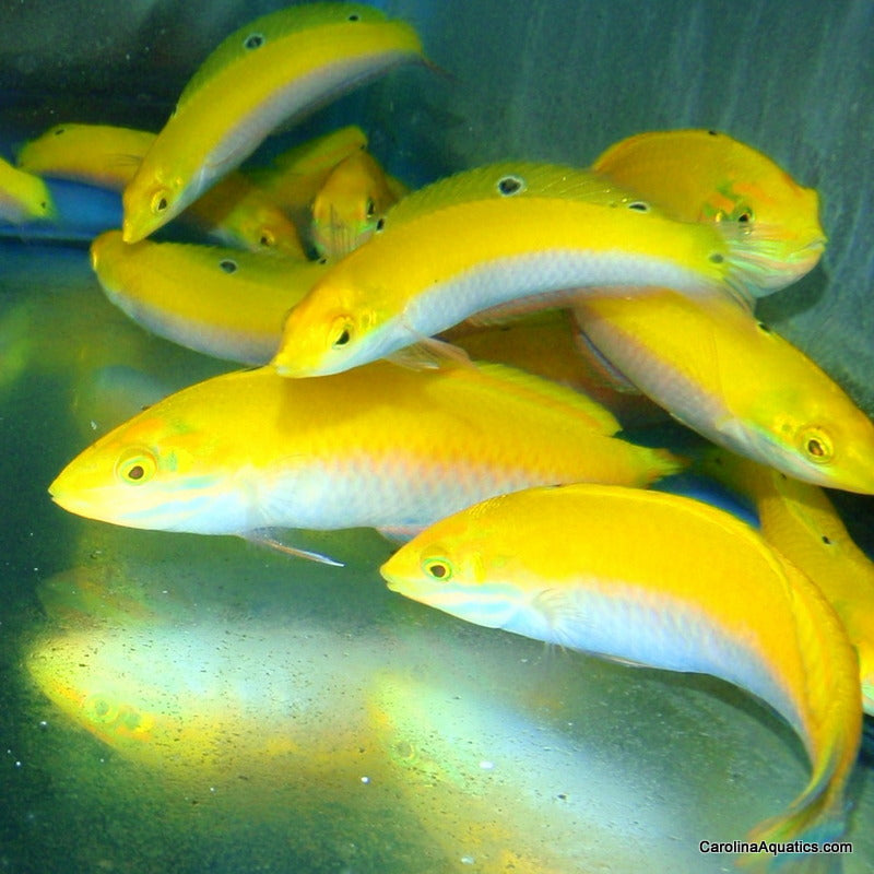 Wrasse - Coris Yellow (Indian)
