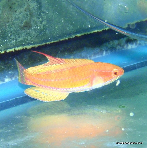 Wrasse - Fairy Carpenters Male