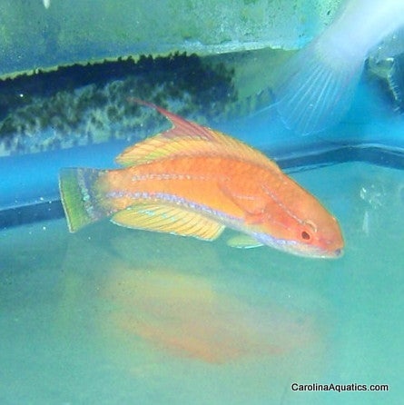 Wrasse - Fairy Carpenters Male