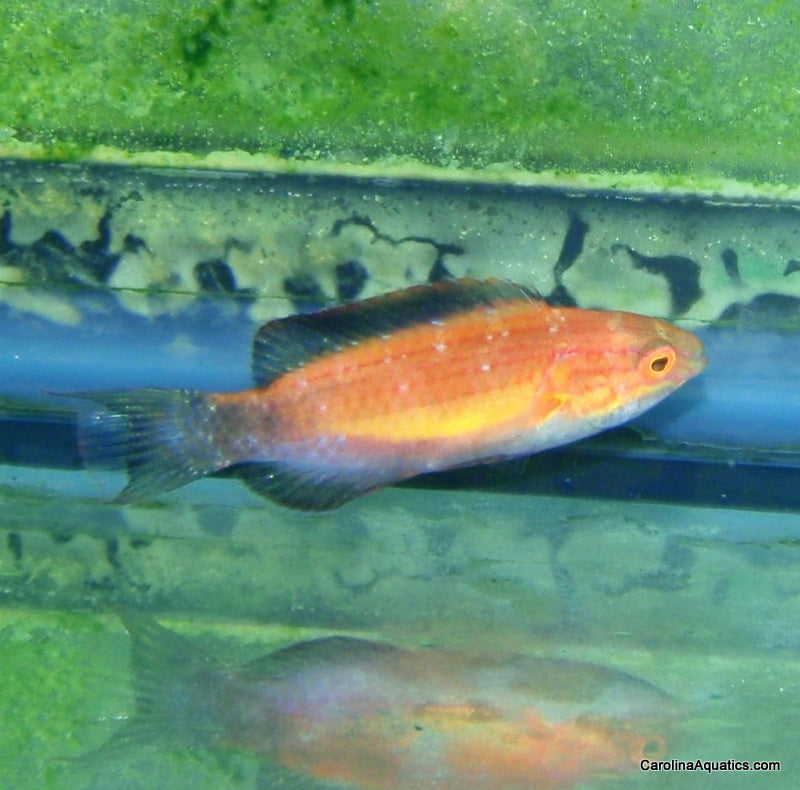 Wrasse - Fairy Crescent Tail