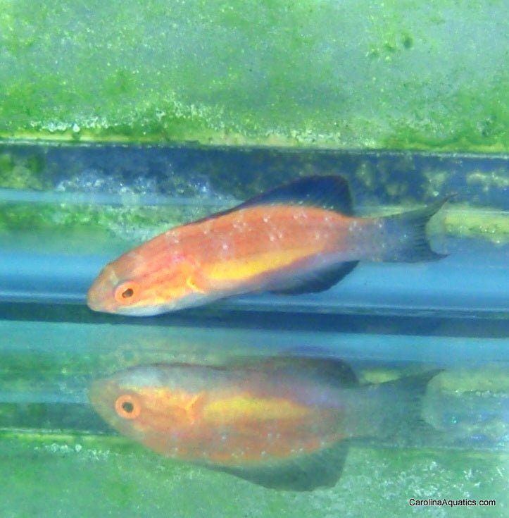 Wrasse - Fairy Crescent Tail