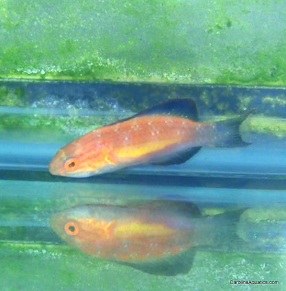 Wrasse - Fairy Crescent Tail