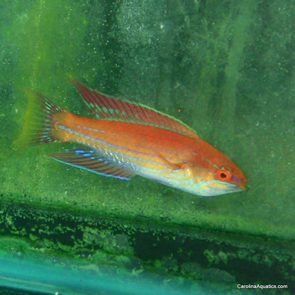 Wrasse - Royal Flasher