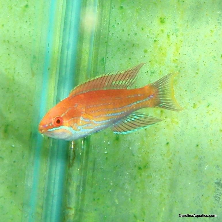 Wrasse - Royal Flasher