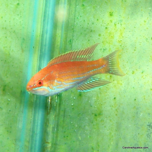 Wrasse - Royal Flasher
