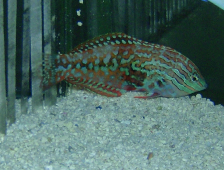 Wrasse - Leopard Divided Male