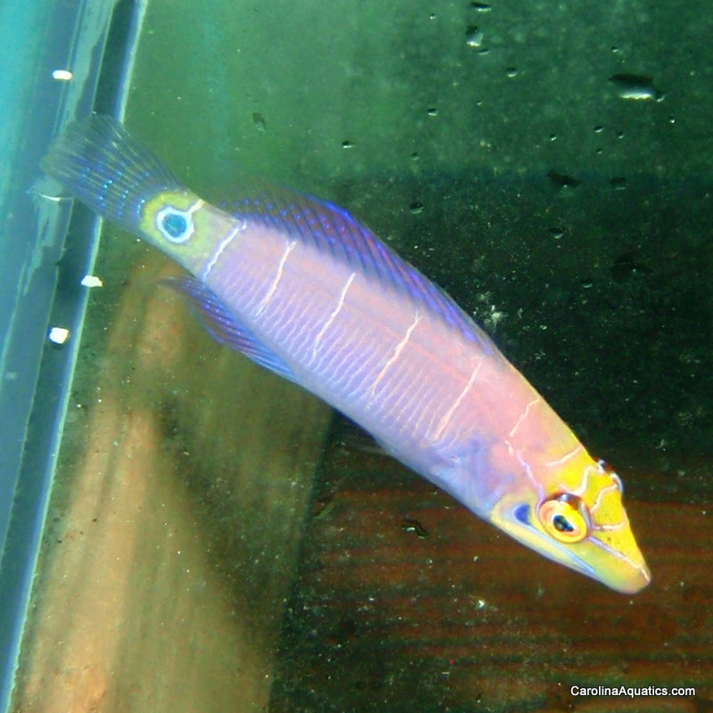 Wrasse - Mystery