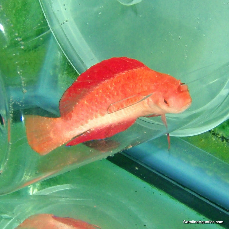 Wrasse - Fairy Rubripinnis