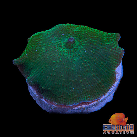 Frag - Green Disco Mushroom