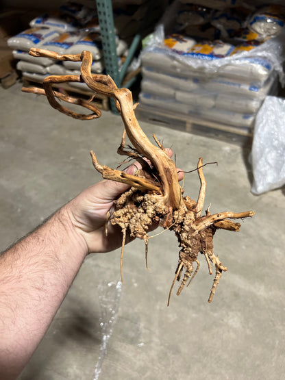 Driftwood - Carolina Spider Wood
