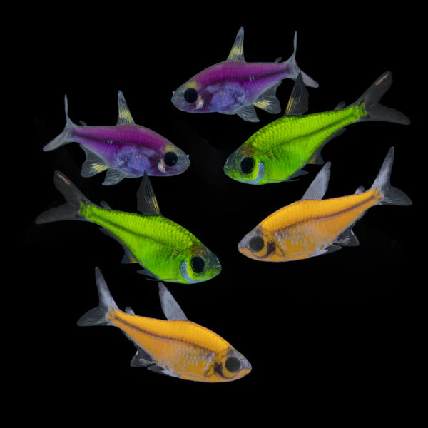 GloFish® - Pristella Electric Green