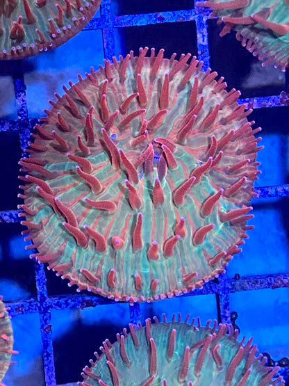 Frag- Cultured Fragile Plate Coral