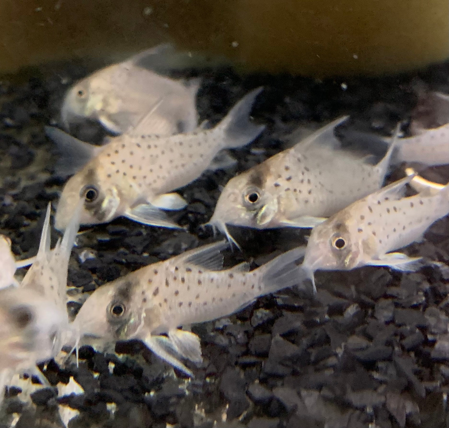 Cory - Fairy Spot