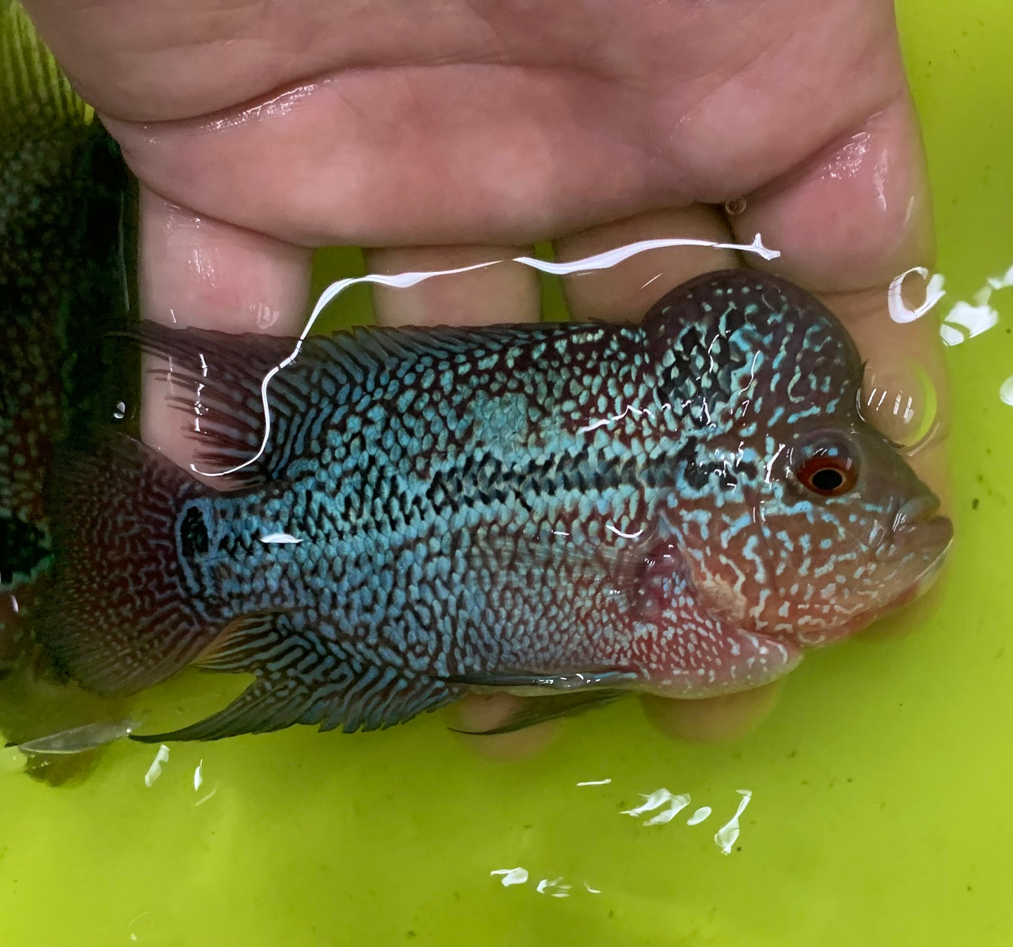 Cichlid - Flowerhorn Humphead 3.5-4in.