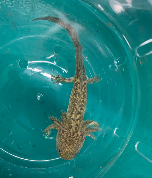 Axolotl - Wild Type 4-5in