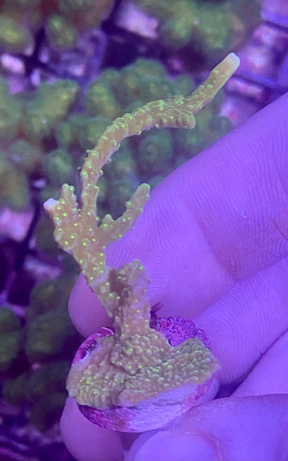 Frag - Neon Green Yellow Polyp Elkhorn Montipora !RARE!