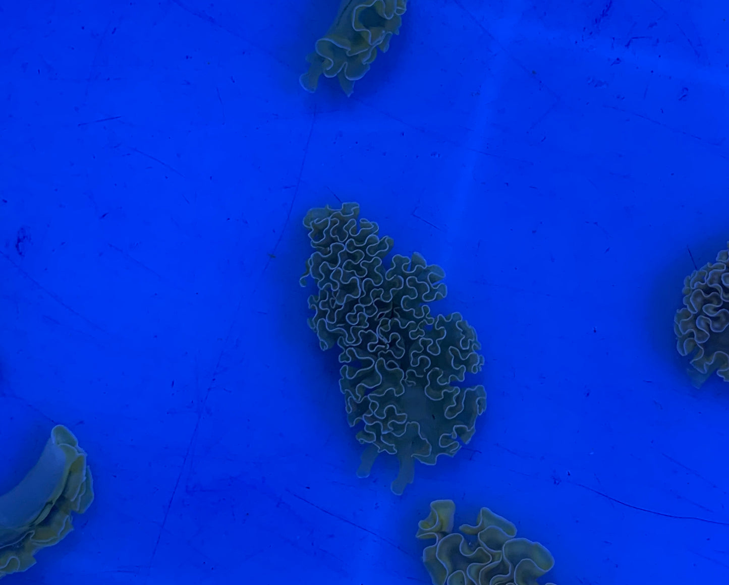 Nudibranch - Lettuce