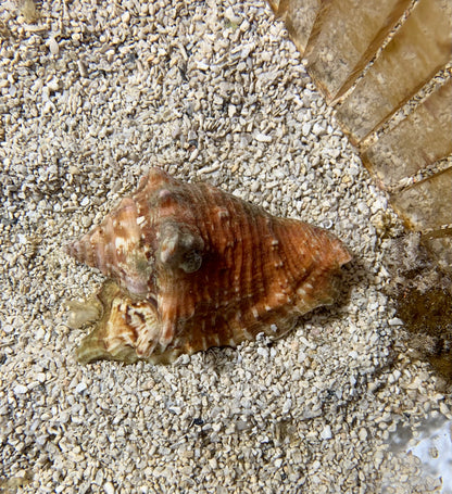 Conch - Milk